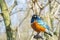 Superb Starling Blue and Red Orange African Bird Profile Portrait