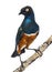 Superb Starling on a branch - Lamprotornis superbus