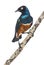 Superb Starling on a branch - Lamprotornis superbus