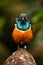 Superb Starling, exotic blue and orange bird, face to face view, sitting on the stone, found in south-east Sudan, north-east