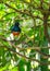 Superb Starling (Lamprotornis superbus)