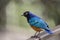 SUPERB STARLING (Lamprotornis superbus)