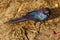 Superb Starling Meves irridescent lumage