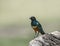 Superb Starling seen at Masai Mara