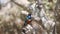 Superb starling sits on wooden log