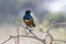 Superb starling sitting on branches of a bush in the savannah