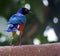 Superb Starling sitting on the tree.