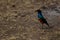 A Superb Starling standing on the ground