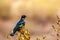 Superb starling swallow bird in Kenya