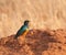 Superb Starling in Tarangire National Park
