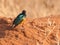 Superb Starling in Tarangire National Park