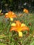 Superb two tone Daylily Hemerocallis orange and yellow