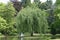 Superb weeping willow on an island in the middle of a pond