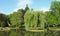 Superb weeping willow on an island in the middle of a pond