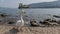 Superb white swan on the beach of Isola Superiore or dei Pescatori, Lake Maggiore, with Isola Bella in the background, Stresa, Ita