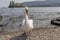 Superb white swan comes out of the water of Lake Maggiore with Isola Bella in the background, Stresa, Italy