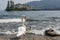 Superb white swan and small duck that swims on the water of Lake Maggiore with Isola Bella in the background, Stresa, Italy