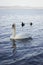 Superb white swan swims in the lake.