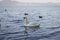 Superb white swan swims in the lake.