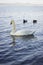 Superb white swan swims in the lake.