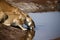 Superb young sub adult male lion drinking