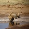 Superb young sub adult male lion drinking