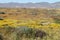 Superbloom Carrizo plain national monument