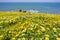 Superbloom on the Pacific Ocean coast, Mori Point, Pacifica, California