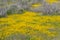 Superbloom at Soda Lake. Carrizo Plain National Monument is covered in swaths of yellow, orange and purple from a super bloom of
