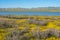 Superbloom at Soda Lake. Carrizo Plain National Monument is covered in swaths of yellow, orange and purple from a super bloom of