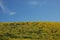 Superbloom; yellow fields going on and on, close-up