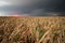 A supercell thunderstorm dumps rain over crops of sorghum at sunset.