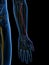 The Superficial Branch Radial Nerve