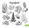 Superfood hand drawn vector illustration. Botanical isolated ske