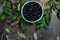 Superfoods antioxidant of indian mapuche. Bowl of fresh maqui berry on dark background, top view