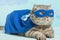 superhero cat, Scottish Whiskas with a blue cloak and mask. The concept of a superhero, super cat, leader