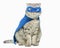 Superhero cat, Scottish Whiskas with a blue cloak and mask. The concept of a superhero, super cat, leader.poisoned or cut out on a