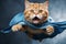 Superhero dog. orange tabby kitty with blue cloak and mask flying on light blue background