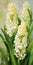 Superior Quality Hyacinth Painting With Light Yellow And Emerald Green Colors