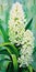 Superior Quality Hyacinth Painting With Light Yellow And Emerald Green Colors