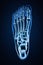 Superior or top view of accurate human left foot bones with body contours on blue background 3D rendering illustration. Anatomy,