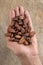 Superior view of handful of biologique cacao beans