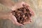 Superior view of handful of cacao beans