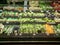 Supermarket Fresh organic Vegetables on shelf in supermarket.Healthy food concept. Vitamins and minerals.
