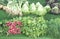 Supermarket shelf, Fresh organic herbs on display parsley, dill, green onion, radish. Fresh organic