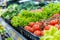 Supermarket vegetable section. Rows of neatly arranged fresh produce. Green lettuces, red tomatoes, shiny bell peppers