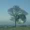 Supermoon behind the lonely oak tree.