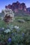 Superstition Mountain and field of wildflowers