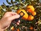 Supervisor tests citrus fruits of the citrus trees with a handheld magnifier for insect pests