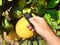 Supervisor tests citrus fruits of the citrus trees with a handheld magnifier for insect pests